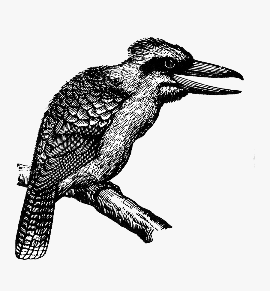 Laughing Kookaburra, Transparent Clipart