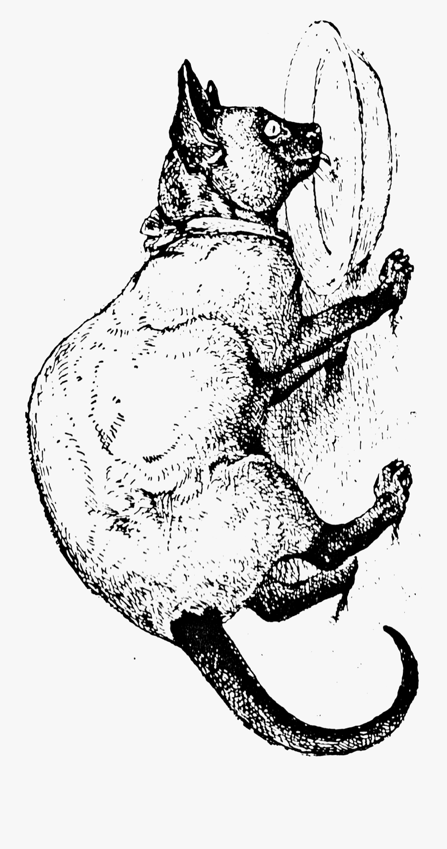Illustration, Transparent Clipart