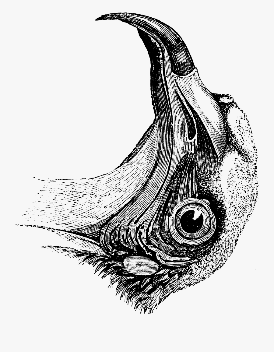 Sketch, Transparent Clipart