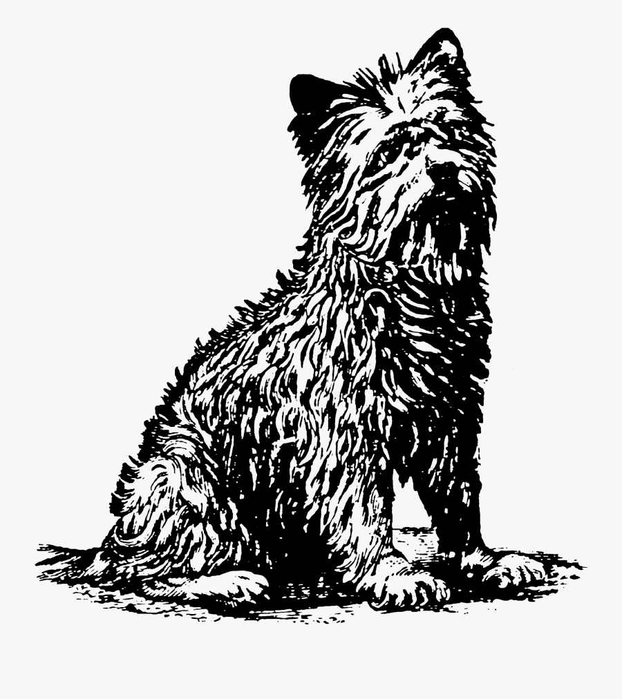 West Highland White Terrier, Transparent Clipart
