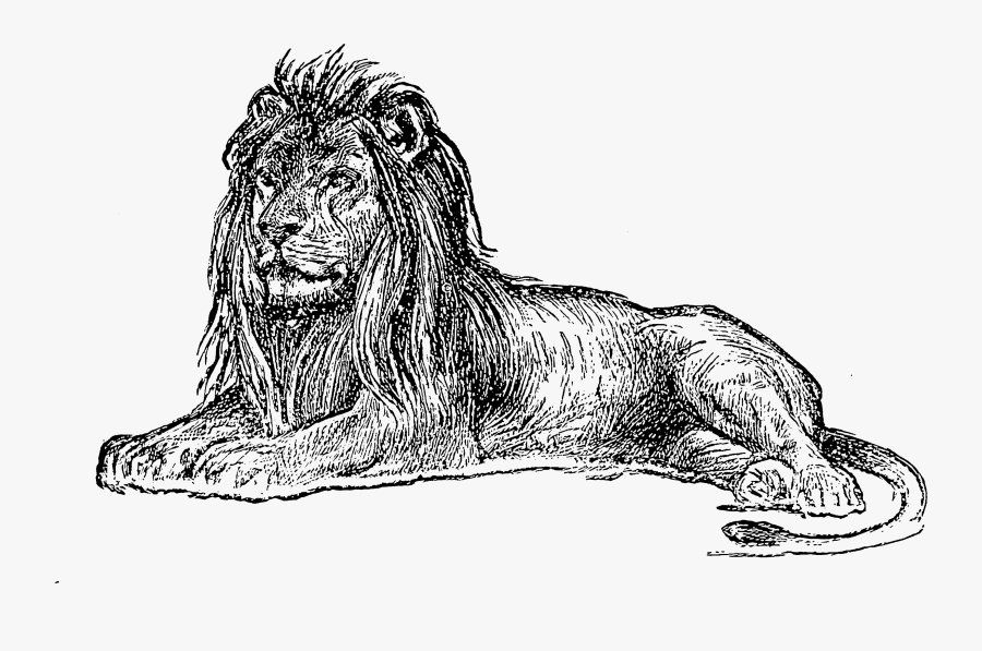 Photoshop Shapes, Transparent Clipart