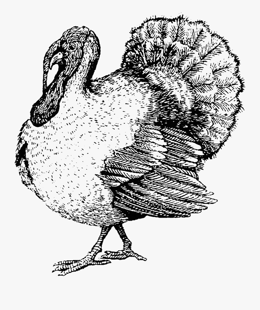 Turkey, Transparent Clipart
