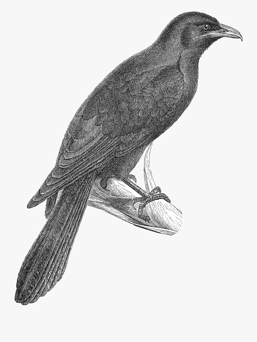 Koha Bird Clip Art, Transparent Clipart