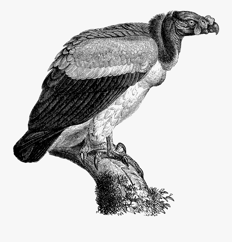 Spamassassin, Transparent Clipart