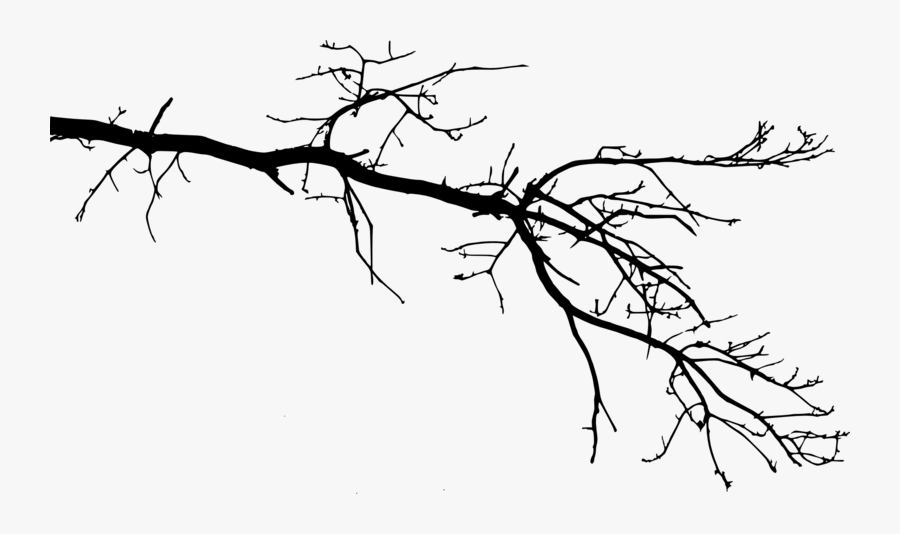This Png File Is About Trees , Forest , Nature , Wood - Tree Branches Drawing Png, Transparent Clipart