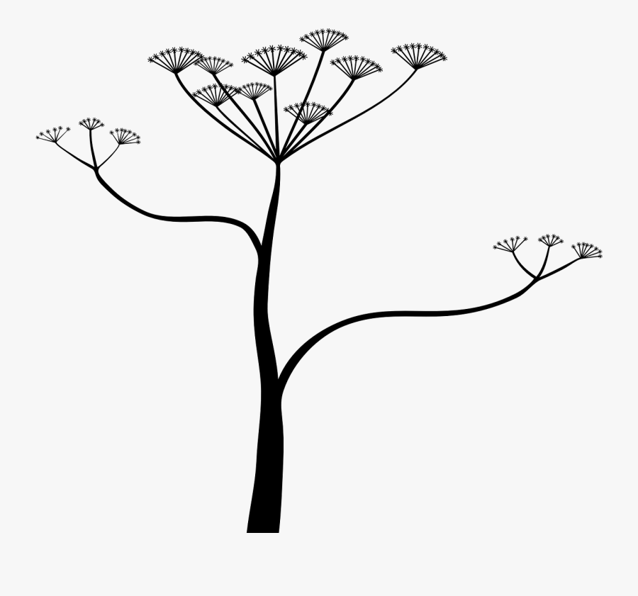 Line Art,plant,flora - Cicuta Png, Transparent Clipart