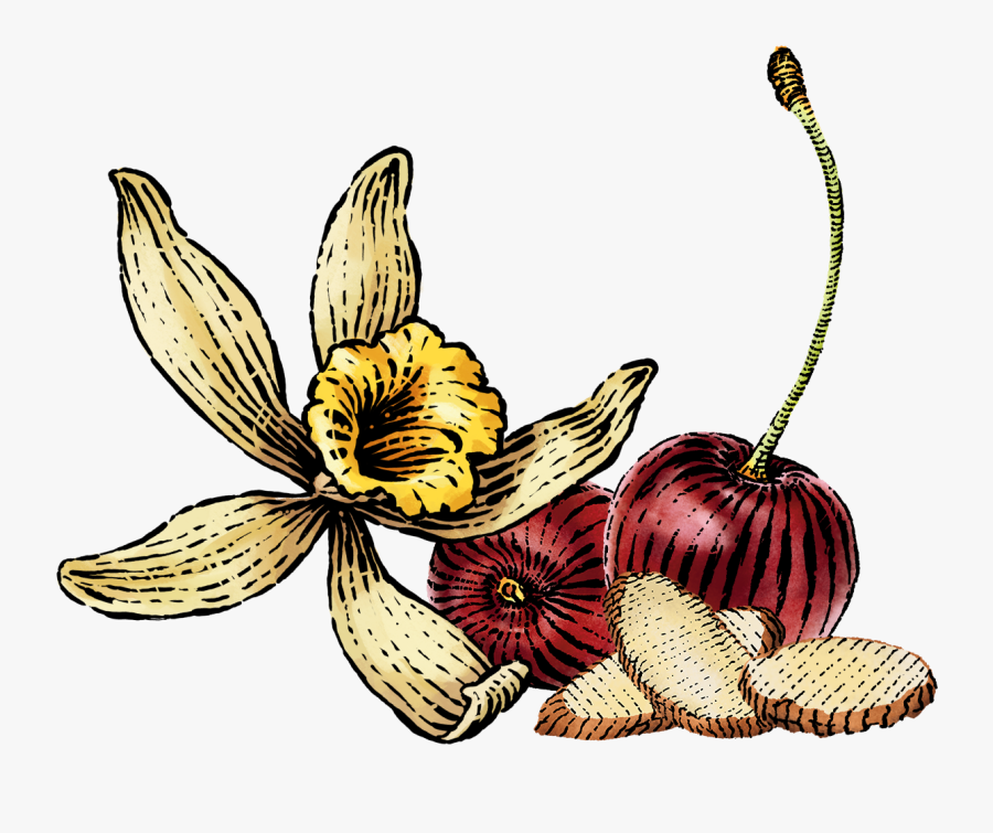 Illustration, Transparent Clipart