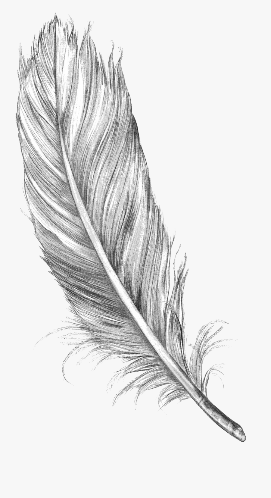 Feather Art Drawing Sketch Bird Free Hd Image Clipart - Feather Sketch, Transparent Clipart