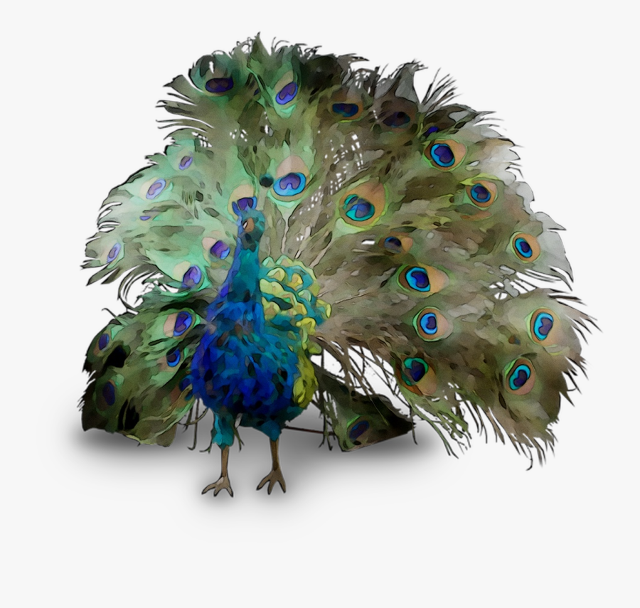 Peafowl Feather Beak Free Download Png Hd Clipart - Funny Peacock, Transparent Clipart