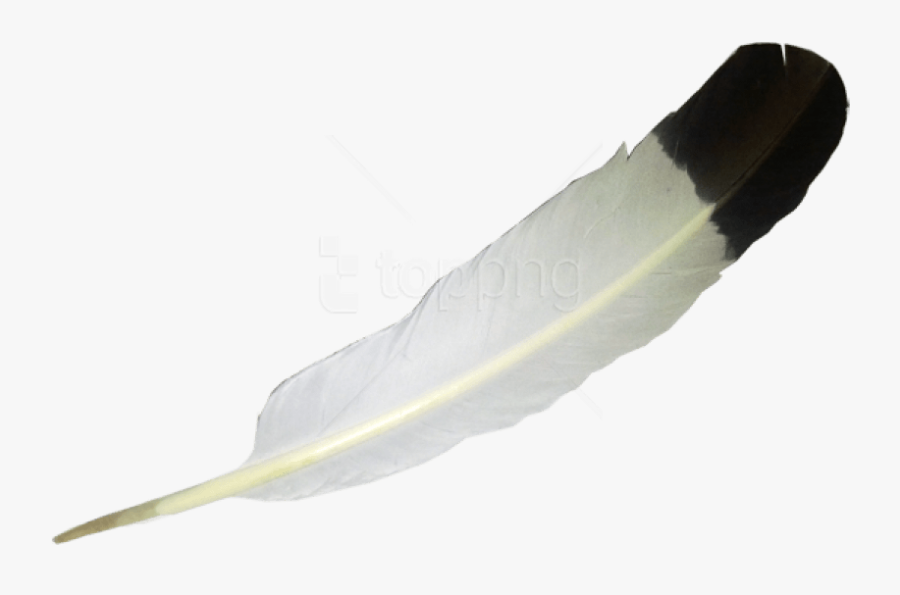 Free Png Download Feather Png Images Background Png - Eagle Feather No Background, Transparent Clipart