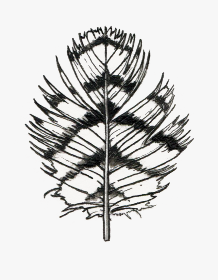 Pins Drawing Feather Clipart Freeuse Library - Tattly, Transparent Clipart