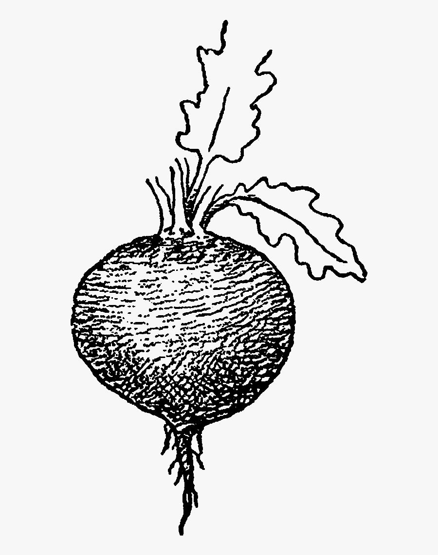 Beetroot Drawing Png, Transparent Clipart