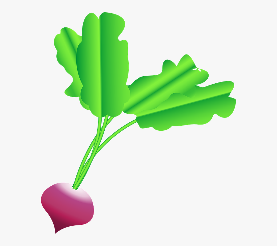 Radish, Beet, Beets, Radishes, Roots, Food, Plant - Desenho Rabanete Png, Transparent Clipart
