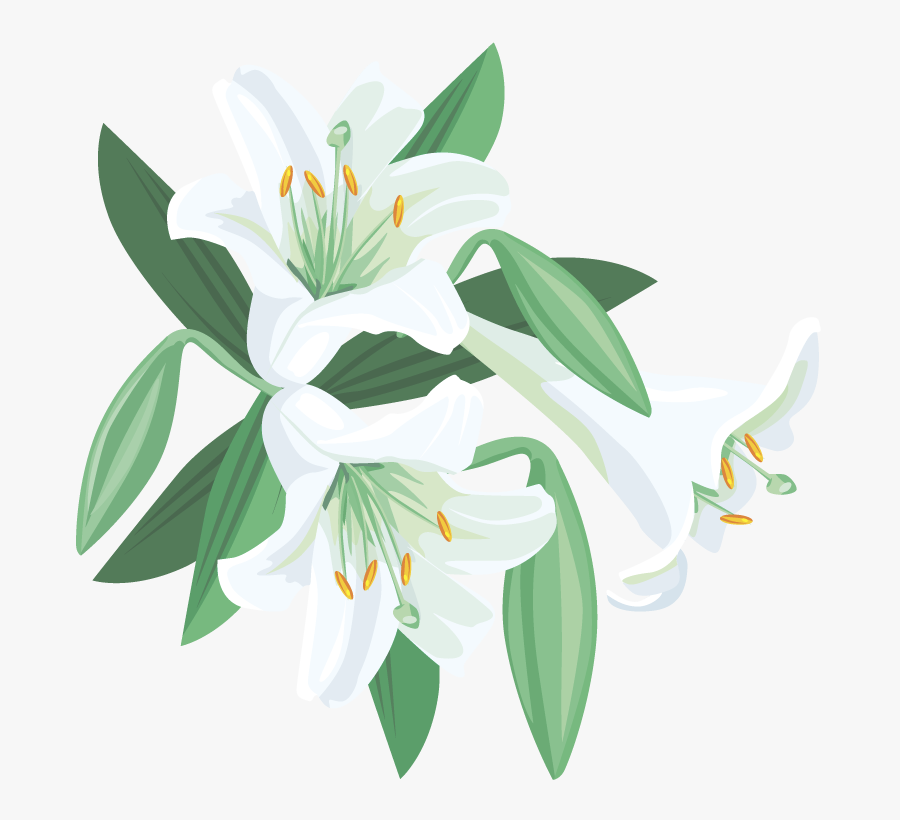 Lily, Transparent Clipart