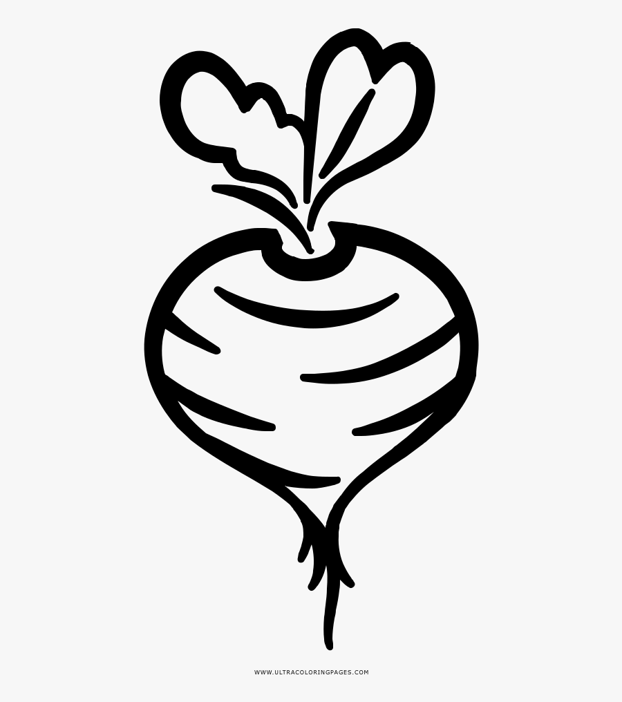 Beet Coloring Page - Maynooth Organics, Transparent Clipart