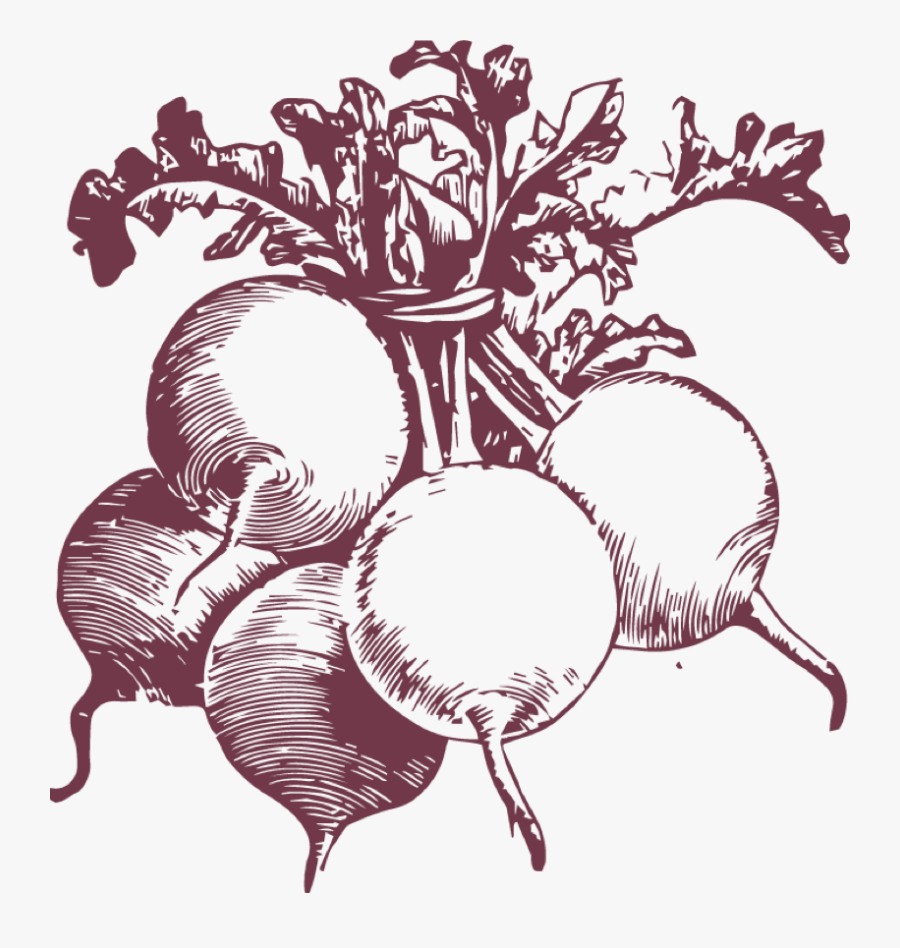 Beetroot, Transparent Clipart