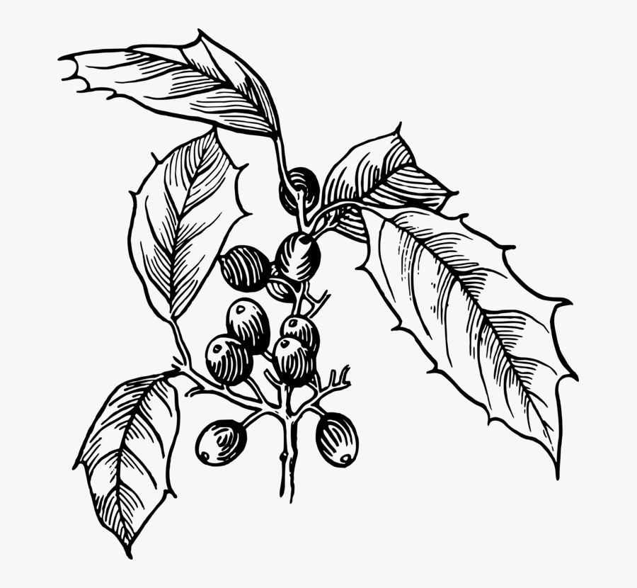 Monochrome - Holly Drawing Png, Transparent Clipart