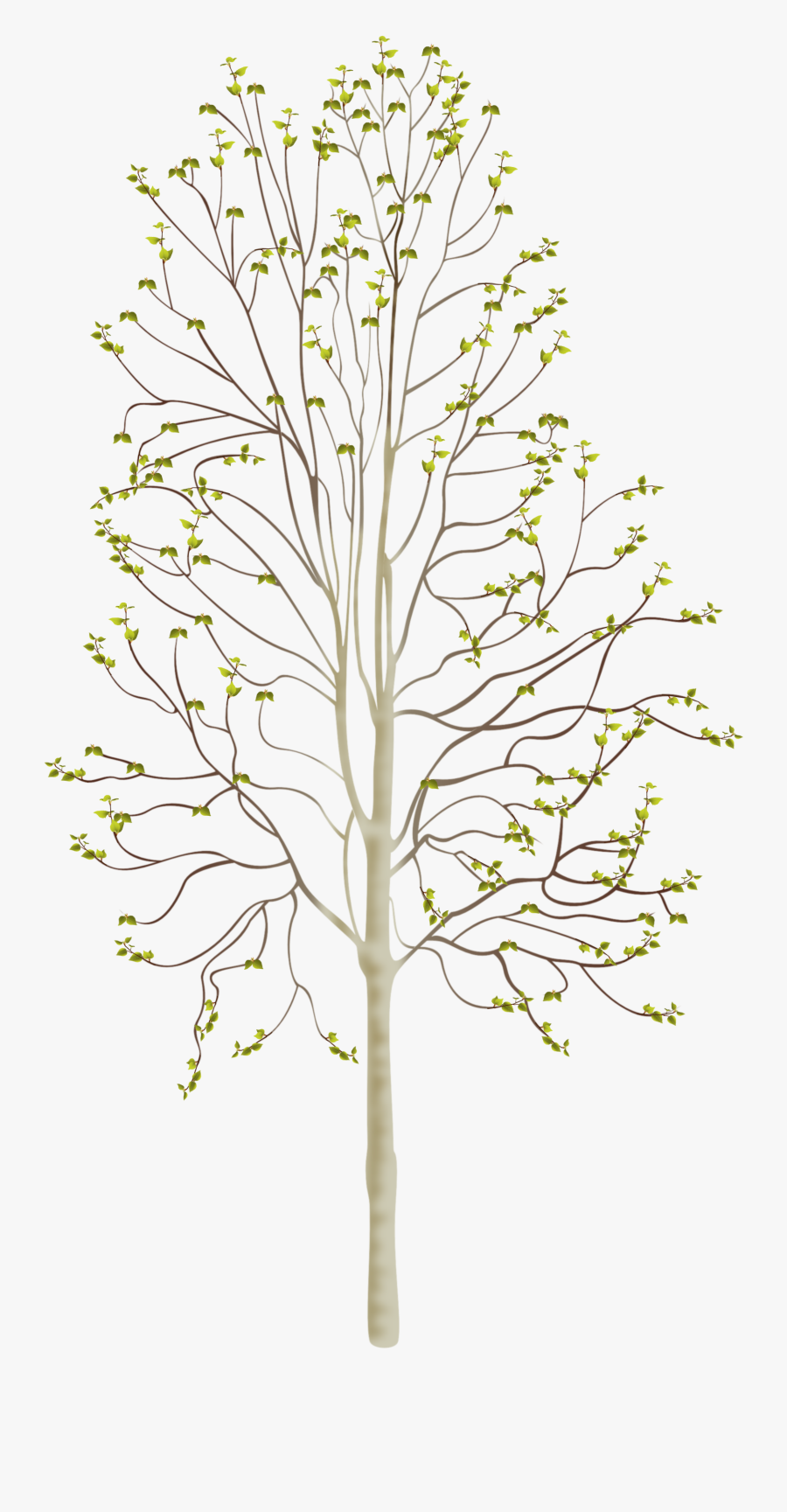 Birchtree Spring, Transparent Clipart