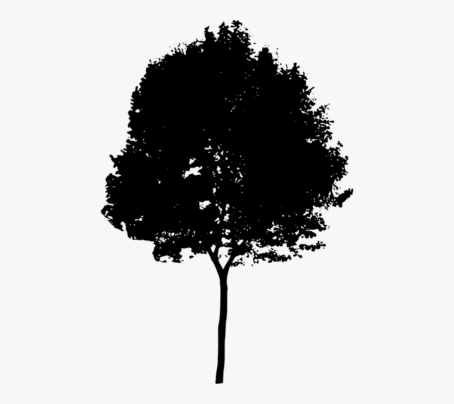River Birch Tree Silhouette - Birch Tree Silhouette Png, Transparent Clipart