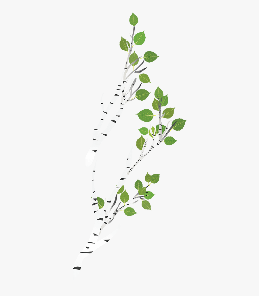 Transparent Birch Tree Branch, Hd Png Download , Png - Canoe Birch, Transparent Clipart