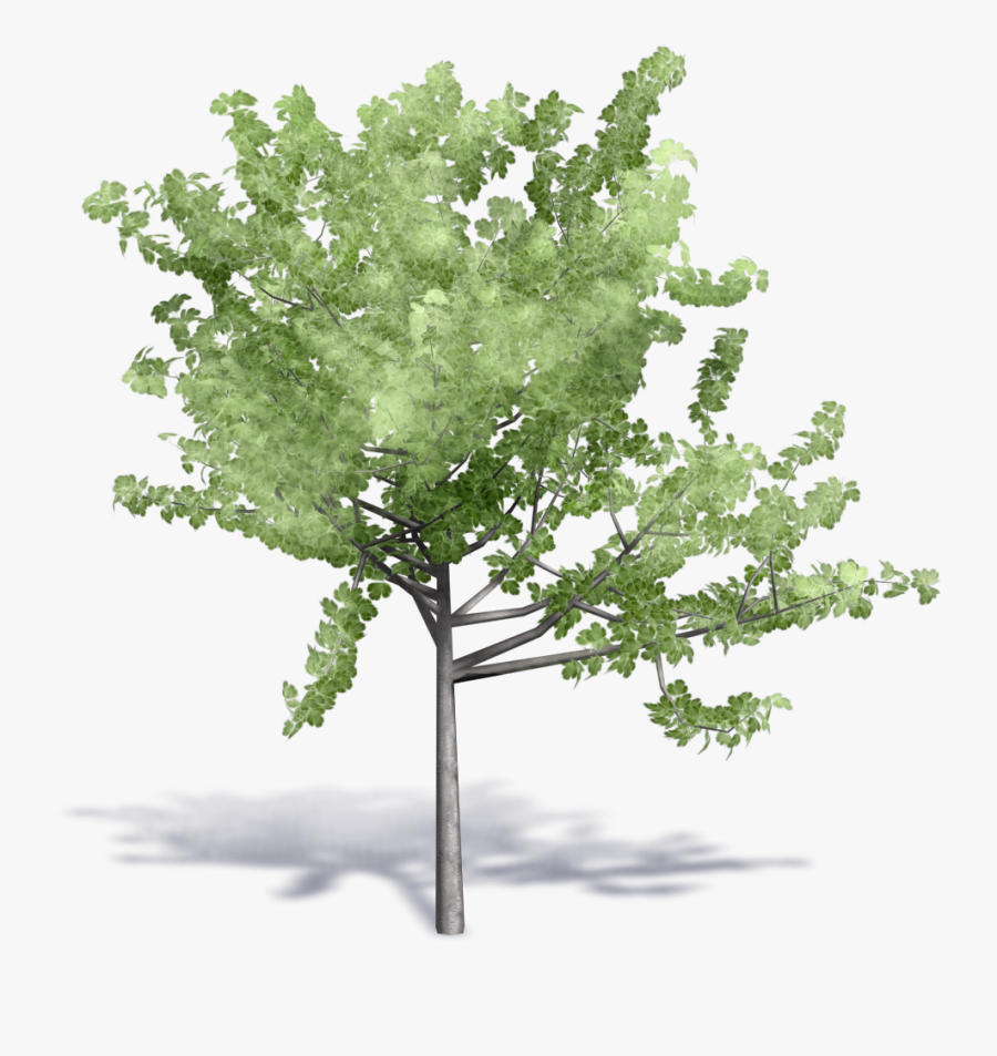 Image Result For Cadblock Birch Tree, Transparent Clipart