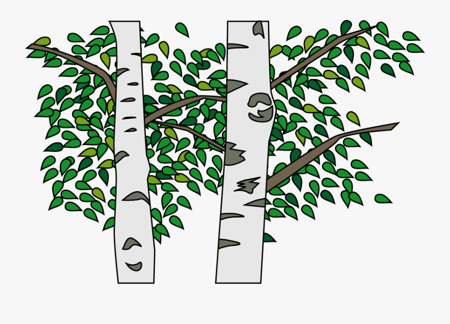 Silver Birch, Transparent Clipart
