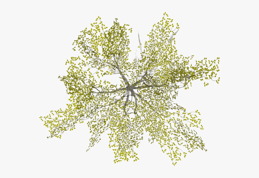 Transparent Site Plan Tree Png - Architecture Tree Plan Png, Transparent Clipart