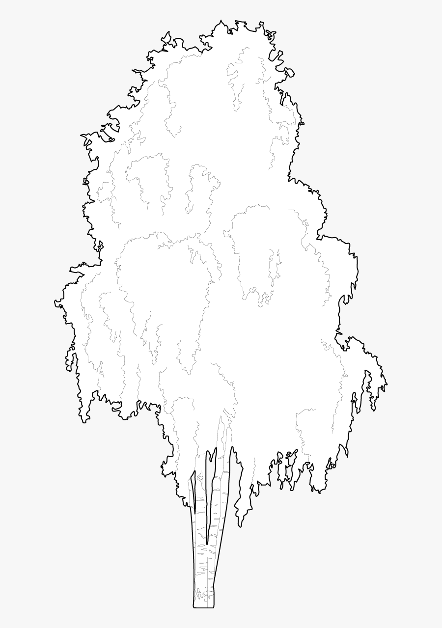 Birch Trees Dwg, Transparent Clipart