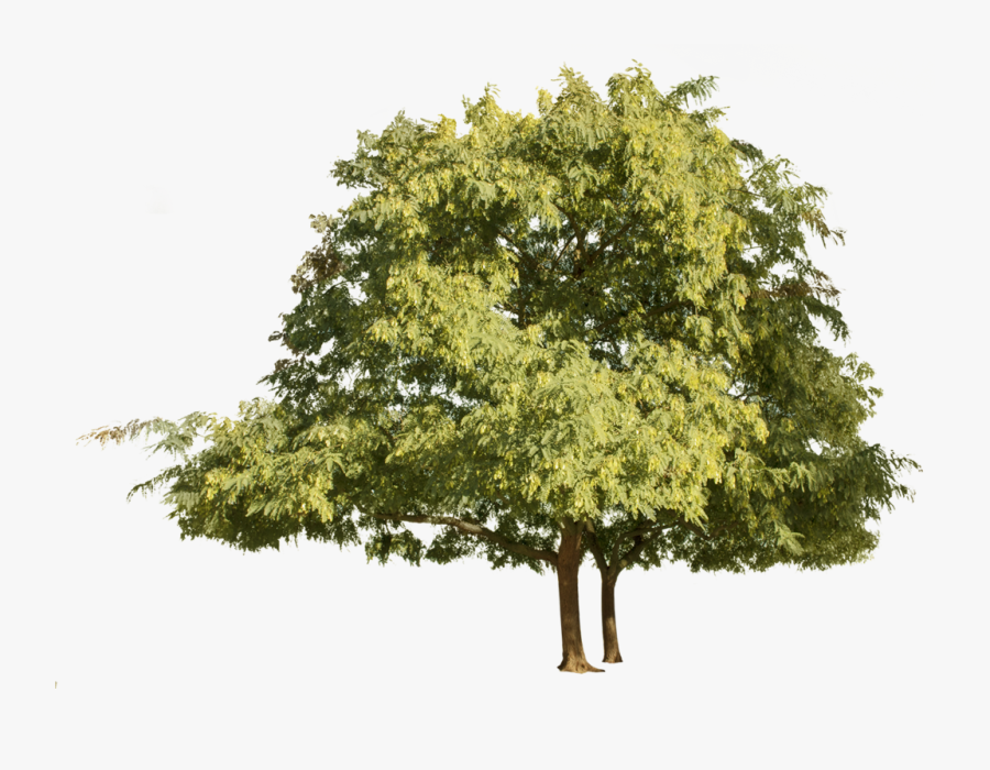Group Of Trees Png - Tipuana Tipu Png, Transparent Clipart