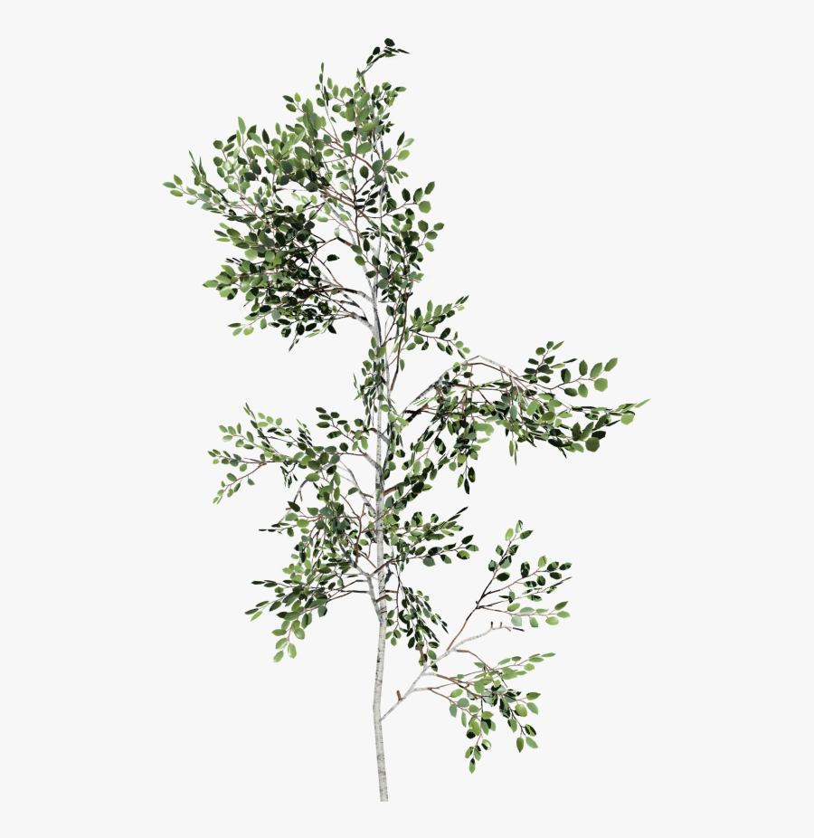 Birch Sapling Png, Transparent Clipart