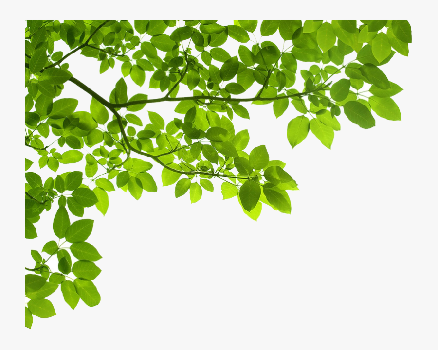 Real Tree Branch Png - Green Leaf Border Png, Transparent Clipart