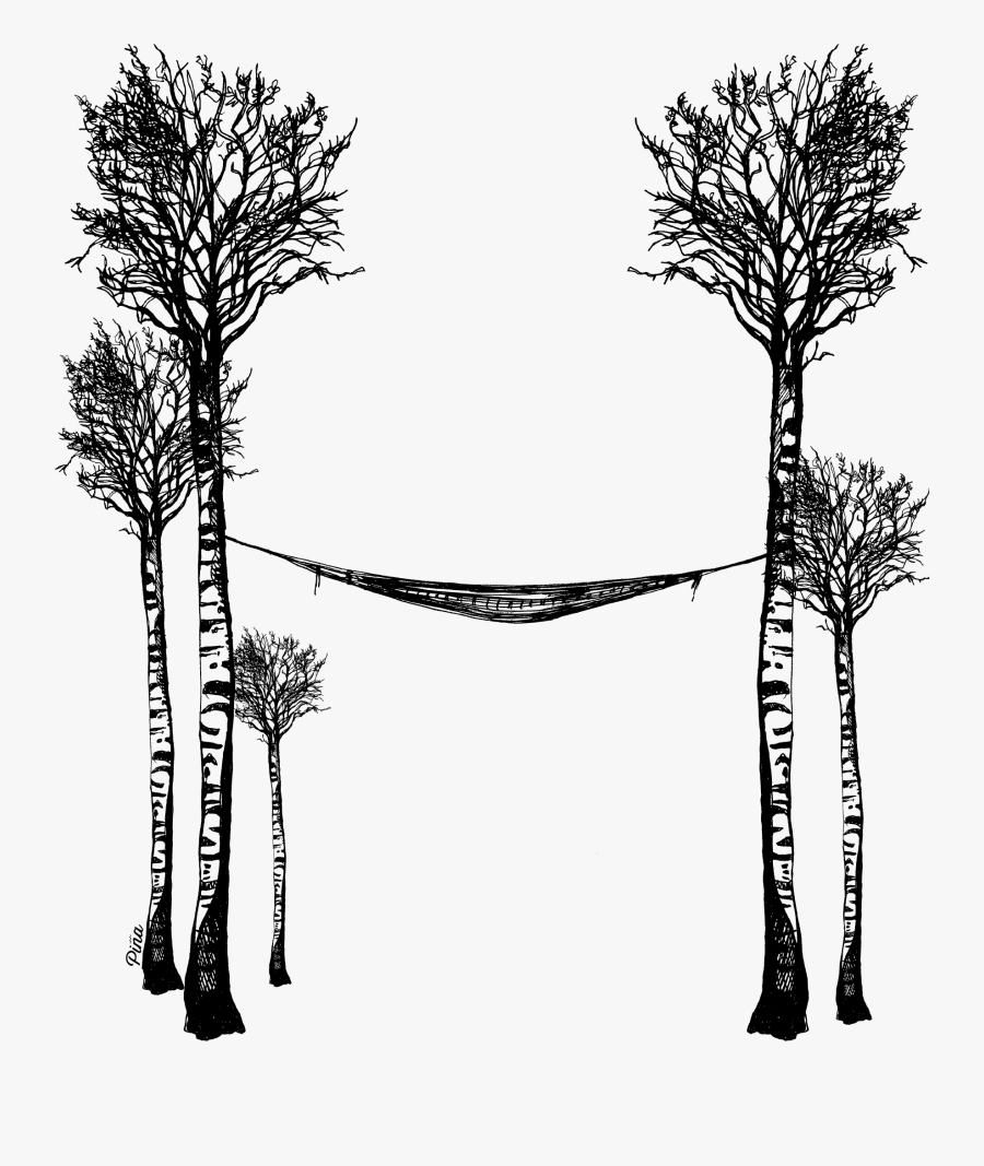 Larch, Transparent Clipart