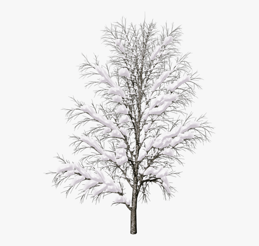 Snow Covered Trees Png , Free Transparent Clipart - ClipartKey