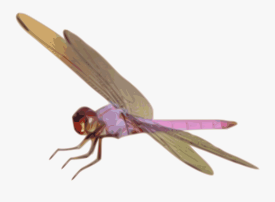 Dragonfly, Transparent Clipart