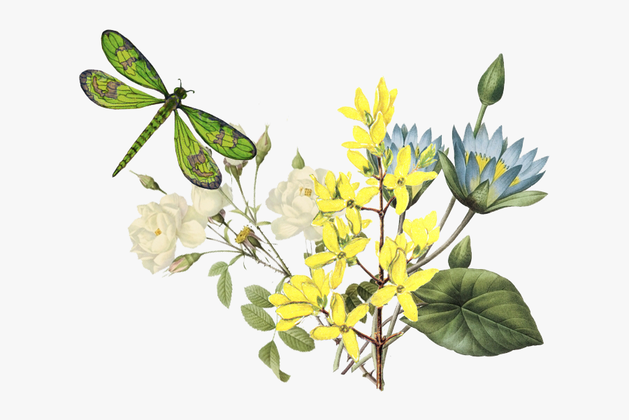 Clip Art Dragonfly Flowers - 植物 手绘, Transparent Clipart