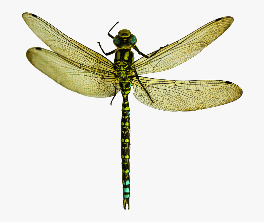 Transparent Clipart Dragonflies - Transparent Dragon Fly Png, Transparent Clipart