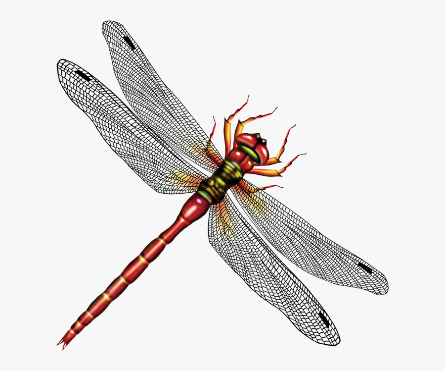 Clipart Dragonfly Svg - 615+ File Include SVG PNG EPS DXF - Free SVG