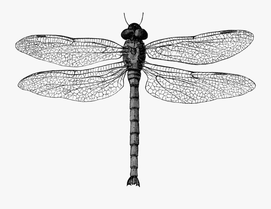 Clip Art Black And White Dragonfly - Dragon Fly Illustration, Transparent Clipart