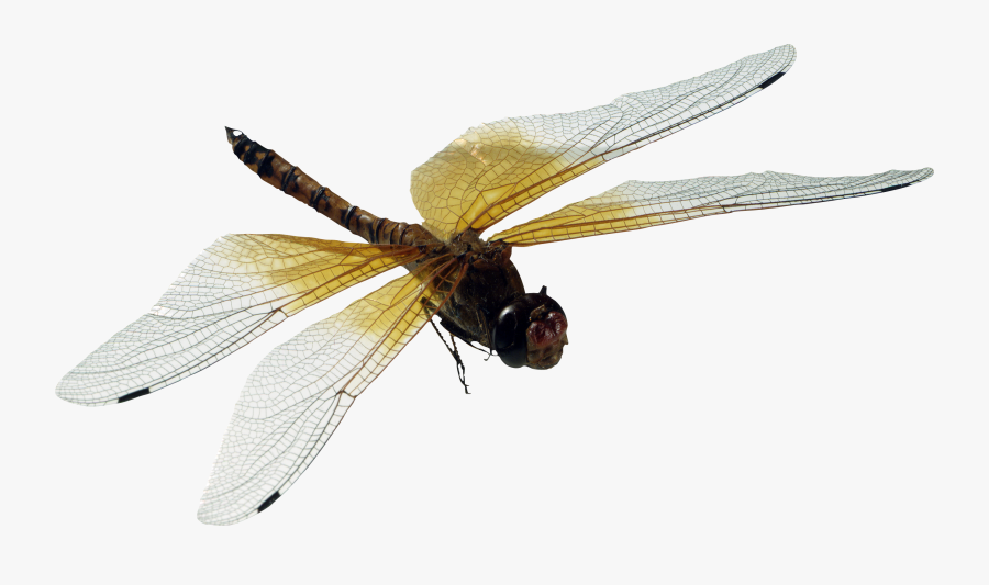 Dragon Fly Png - Transparent Background Dragonfly Png, Transparent Clipart