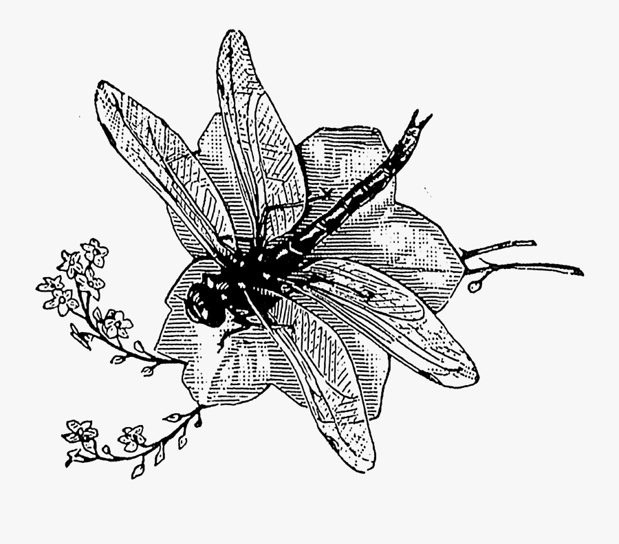 Illustration, Transparent Clipart