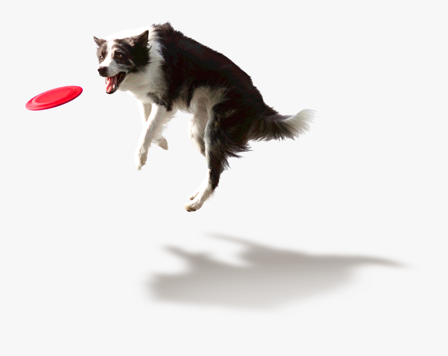 Clip Art Dog Catches Frisbee - Dog Playing Frisbee Png, Transparent Clipart