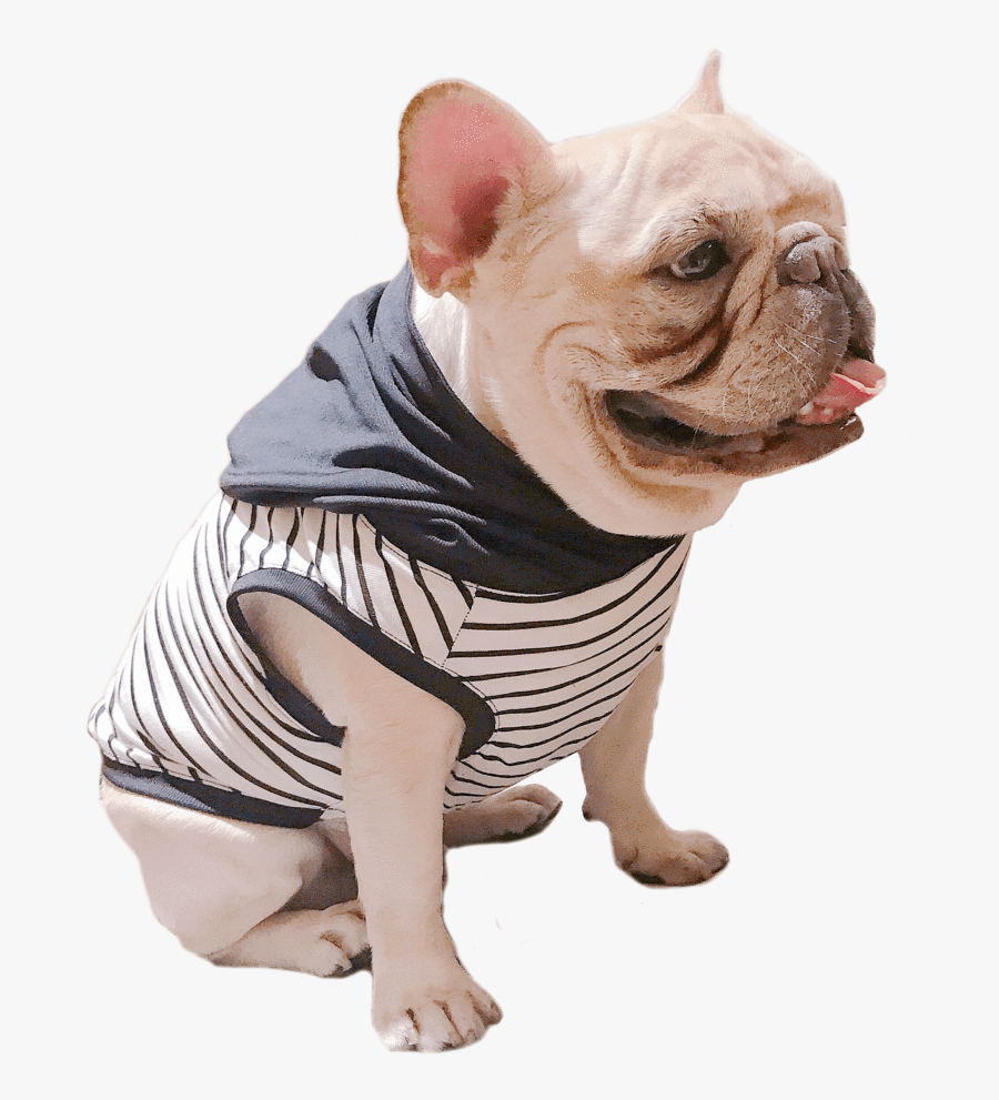 Ropa Para Perro Pug, Transparent Clipart