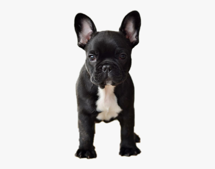 #dog #animals #pets #frenchie #frenchy #frenchbulldog - Black And White French Bulldog, Transparent Clipart
