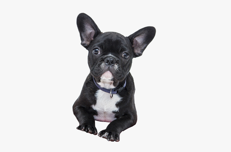 French Dog, Transparent Clipart