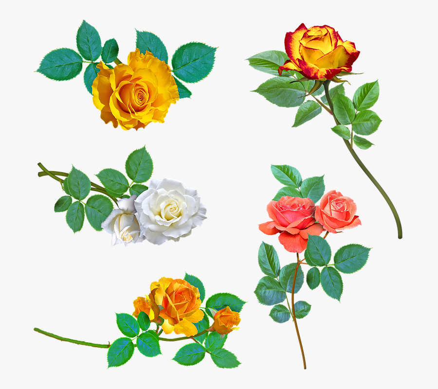 Yellow Roses, White Rose, Pink Rose, Thorns, Yellow - Rose, Transparent Clipart