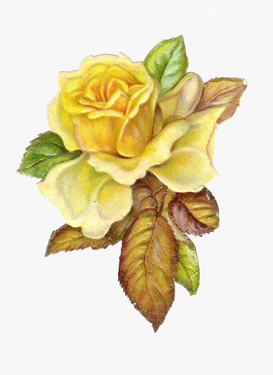 Rose Clipart Catholic - Vintage Yellow Rose Png, Transparent Clipart