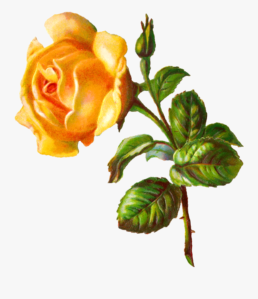 Flower Rose Illustration Digital Image - Png For Yellow Rose, Transparent Clipart