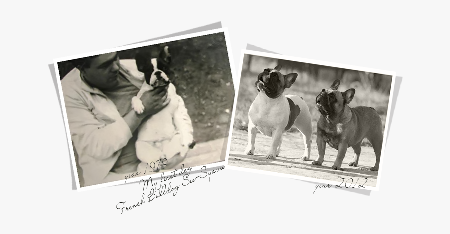 Photograph, Transparent Clipart