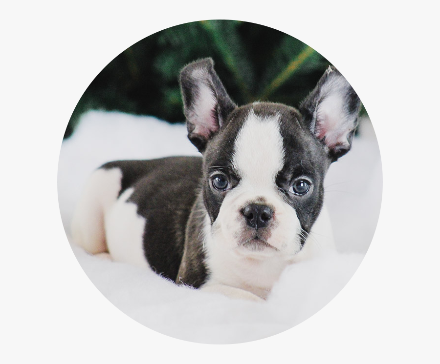 Boston Terrier, Transparent Clipart