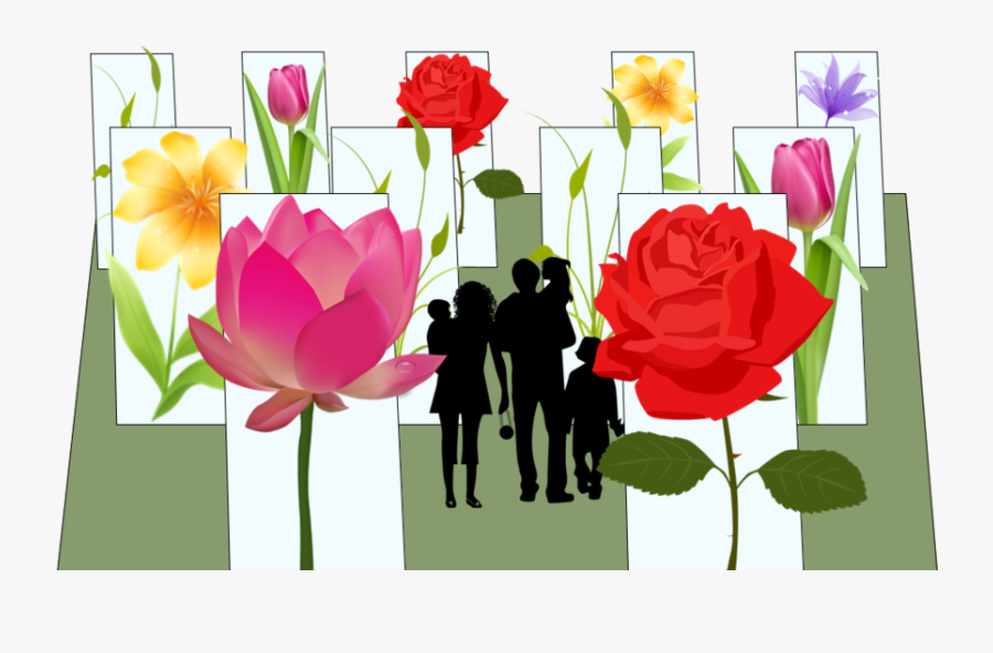 Garden Roses, Transparent Clipart